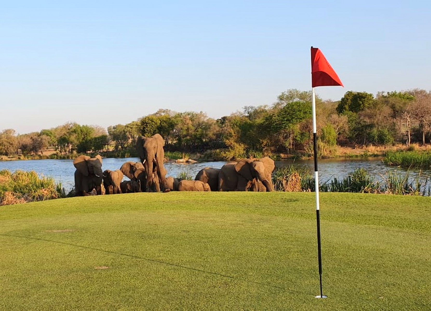 , Around the worlds wildest golf course where hyenas eat baboons and lions prowl the fairways