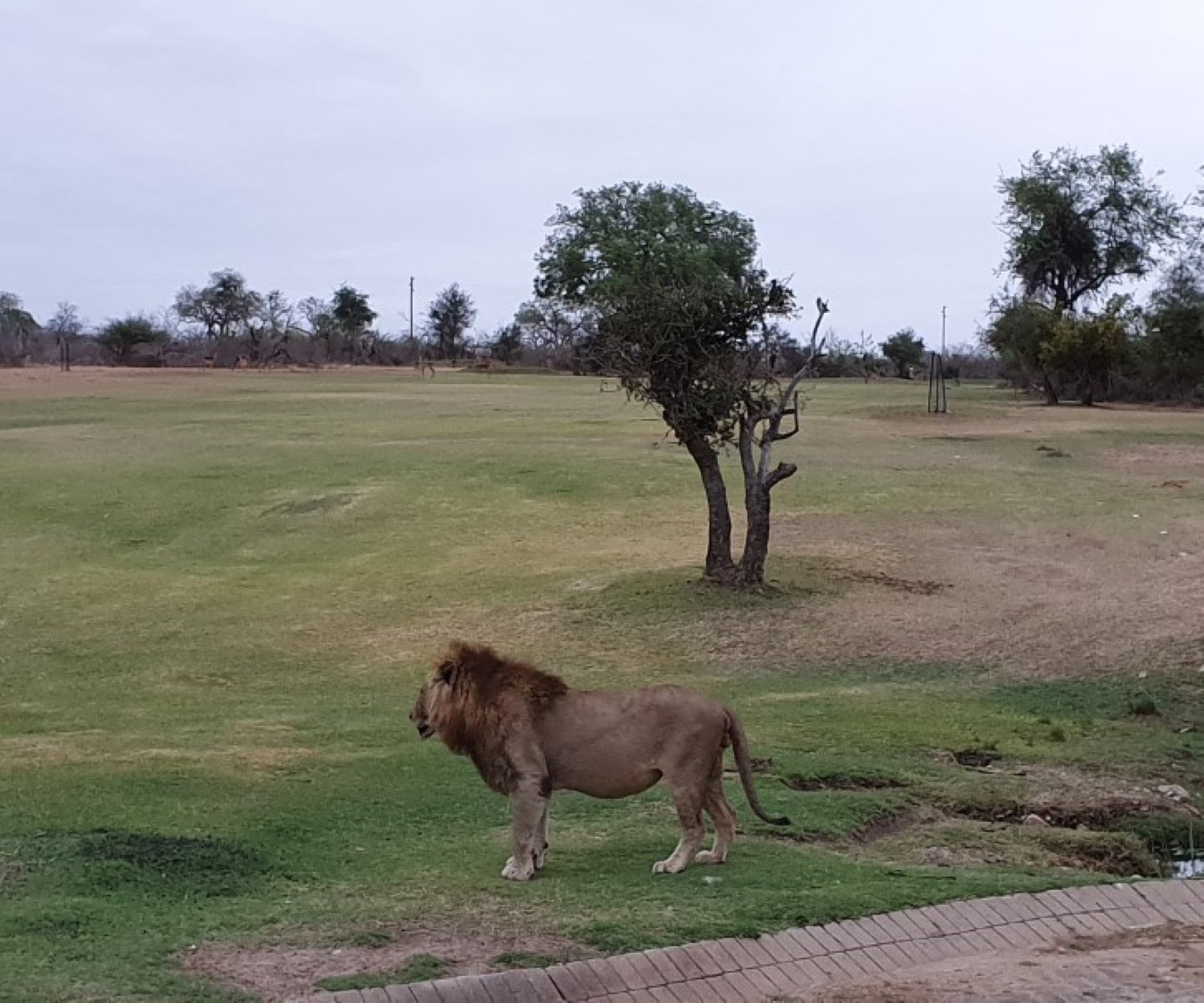 , Around the worlds wildest golf course where hyenas eat baboons and lions prowl the fairways