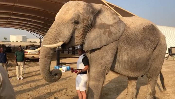 Rory McIlroy is remaining thick-skinned to critics of his golfing choices as he encounters elephants in Dubai 