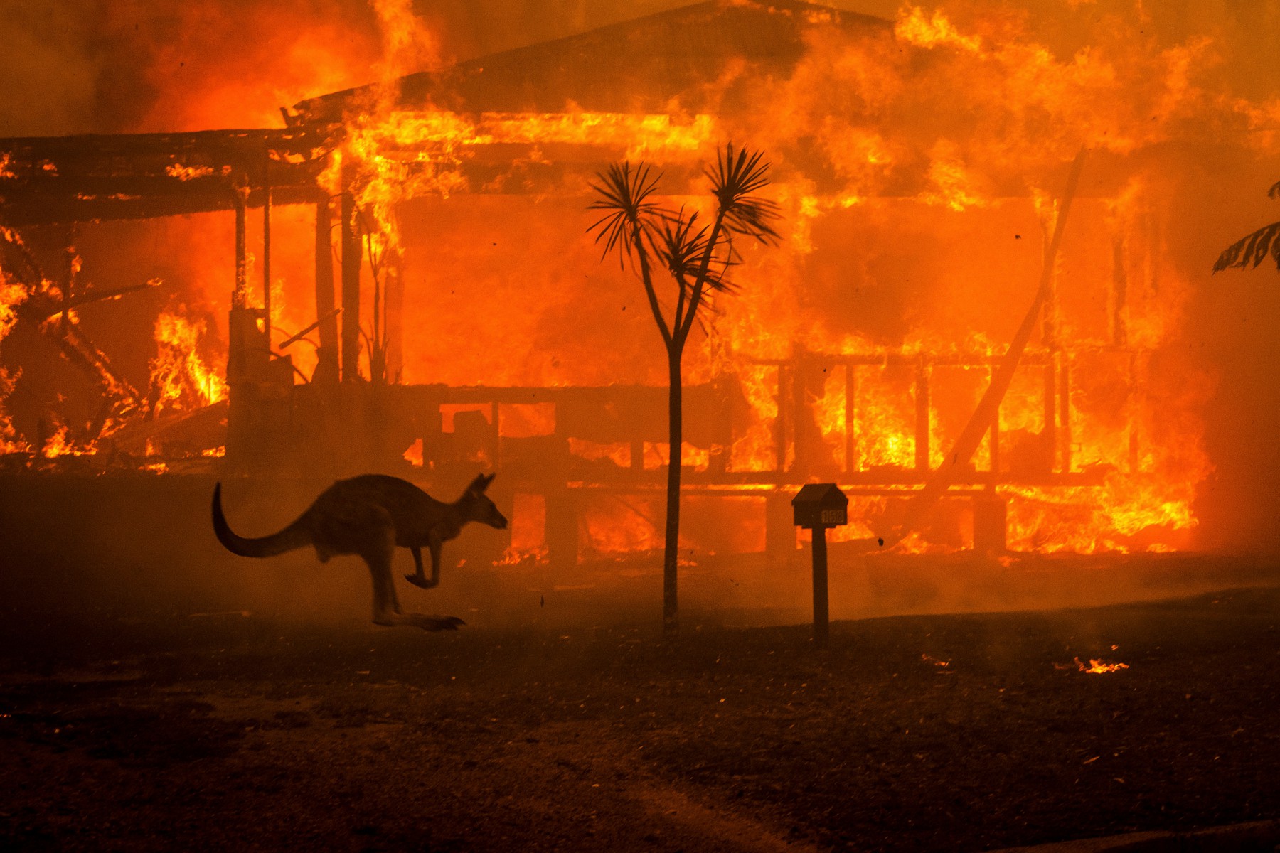  Wildfires have raged across the Australian continent in recent months, killing 17 people so far