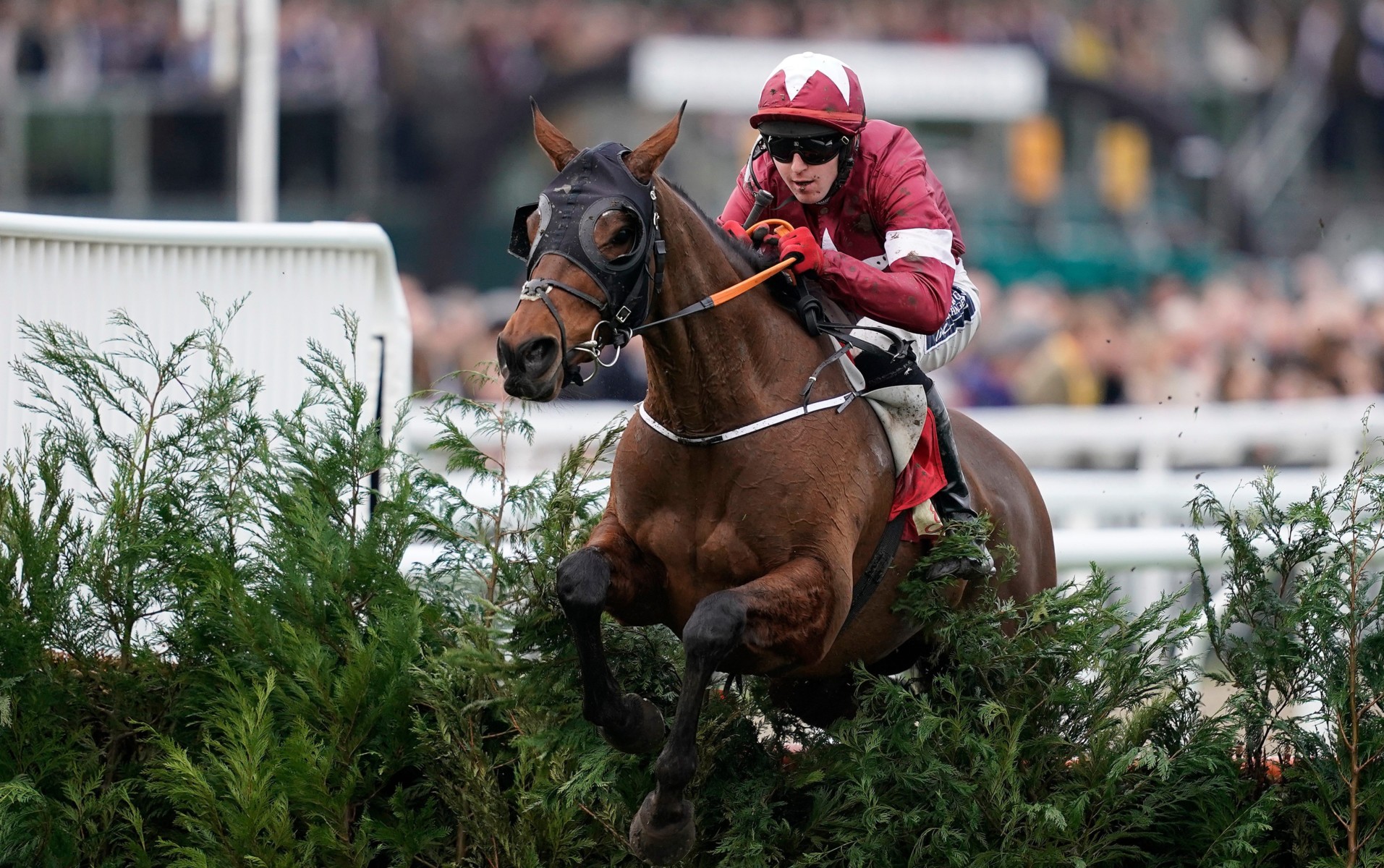 , Number 18: The National Hunt icon who has notched up four memorable victories at Cheltenham