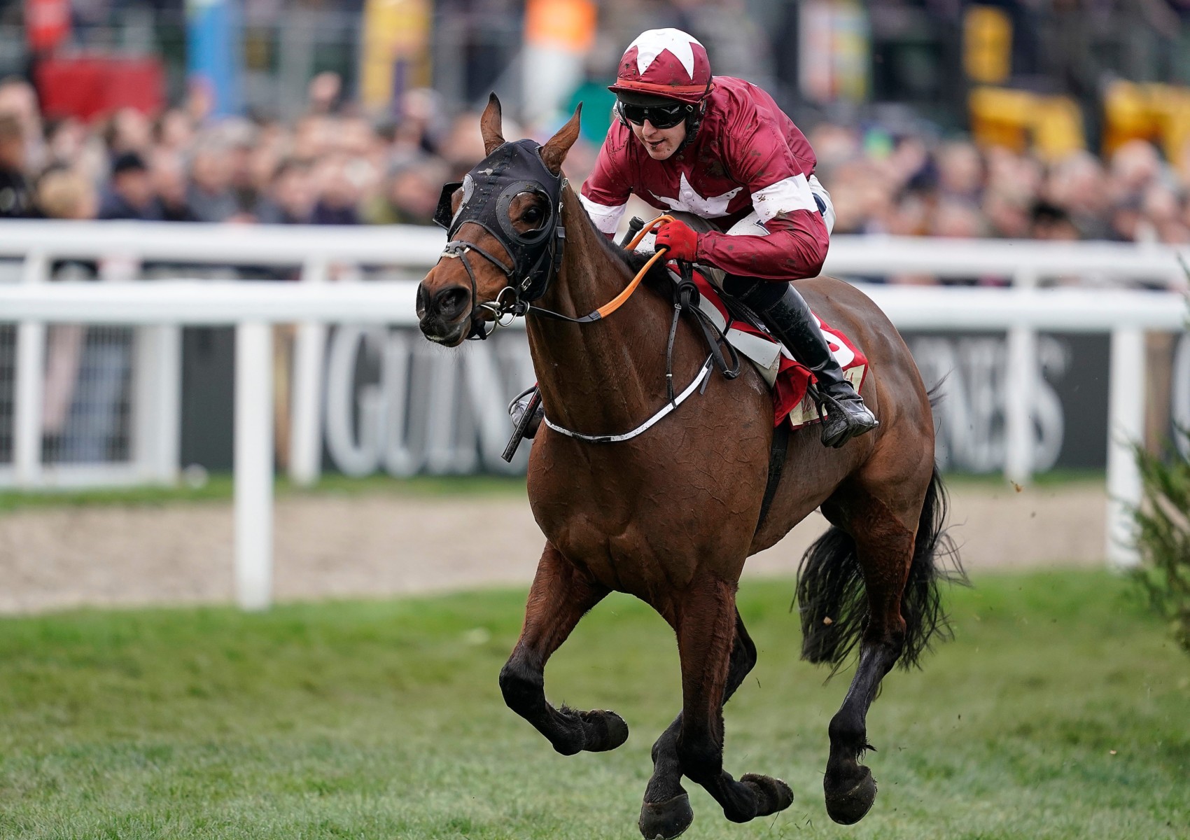 , Tiger Roll – Horse racing odds: 40/1 Cheltenham special from Betway and Paddy Power