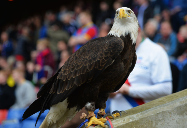 , Crystal Palace’s Bald Eagle Kayla dies of heart attack and is ‘finally reunited with her sister’ as club pay tribute