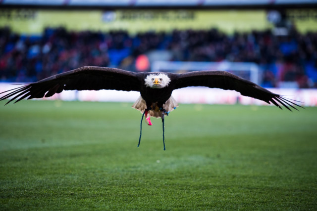 , Crystal Palace’s Bald Eagle Kayla dies of heart attack and is ‘finally reunited with her sister’ as club pay tribute