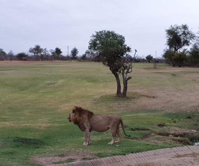 , Around the world’s wildest golf course where hyenas eat baboons and lions prowl the fairways