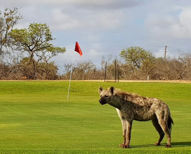 , Around the world’s wildest golf course where hyenas eat baboons and lions prowl the fairways