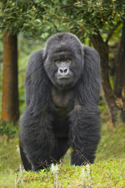 'Iron Mike' offered a zookeeper £9k to let him into an enclosure and punch the huge silverback