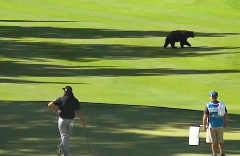 , Stunned golfers at Barracuda Championship stop rounds as a massive bear walks across the course