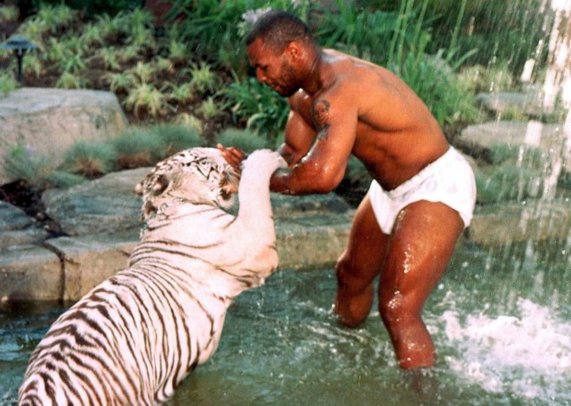 , Watch Mike Tyson spar and wrestle his 39st TIGER in shocking scenes as big cat plays with deflated basketball