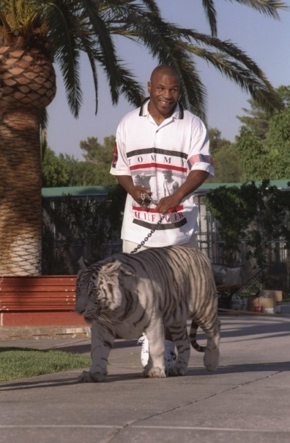 , Mike Tyson regrets being a real life ‘Tiger King’ and says owning THREE white tigers was a mistake
