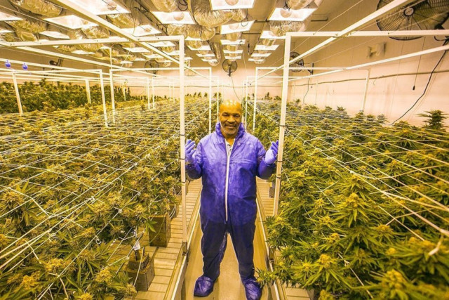 Although Mike Tyson has built a weed empire he doesn't grow it himself