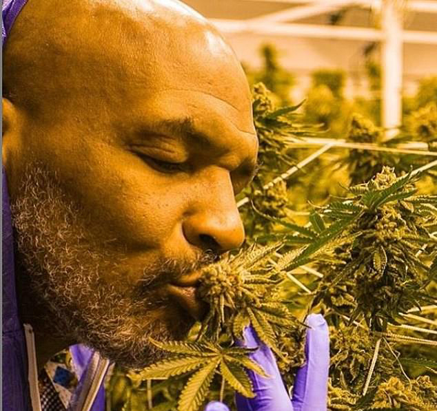 The former heavyweight champ has been in the weed business since 2016