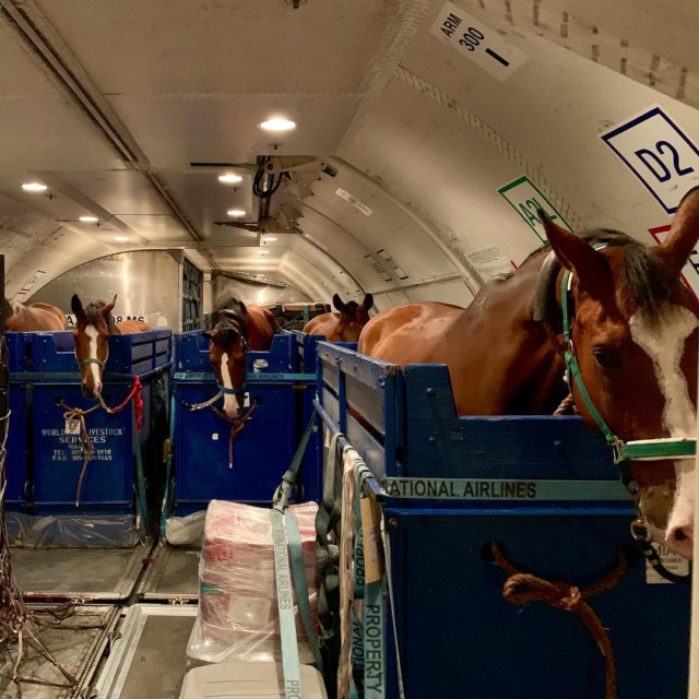 , Amazing photos reveal how horses travel thousands of miles by air, with luxury £50m stalls and personal handlers