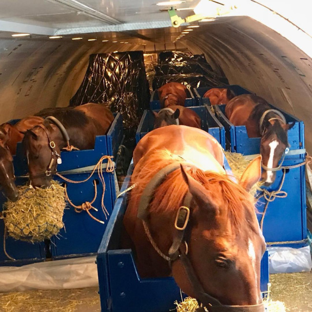 , Amazing photos reveal how horses travel thousands of miles by air, with luxury £50m stalls and personal handlers