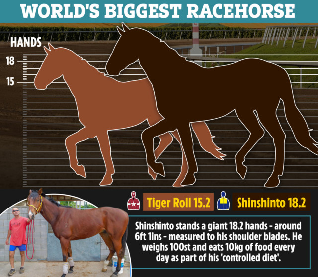 , World’s biggest racehorse? ‘Monster’ Shinshinto weighs 100st, escapes from stable for more food… and is still growing