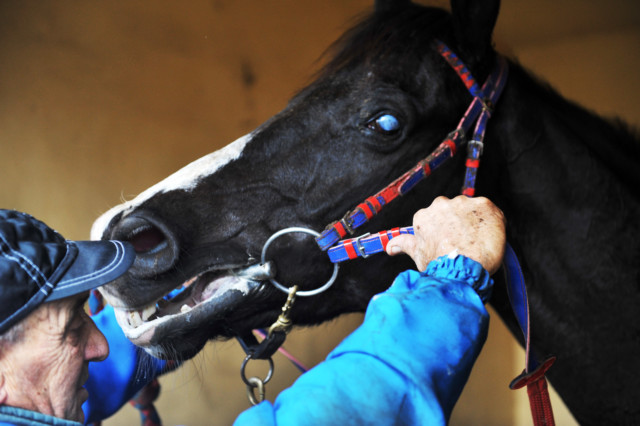 , Amazing racehorse Laghat won 26 times despite being BLIND after a fungal infection robbed him of his sight