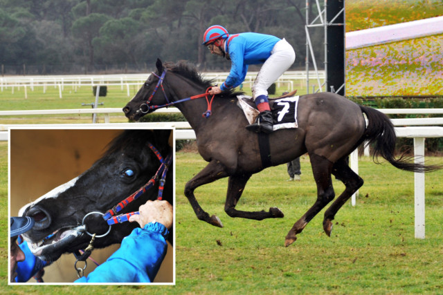 , Amazing racehorse Laghat won 26 times despite being BLIND after a fungal infection robbed him of his sight