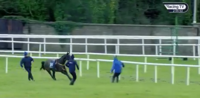 , Carnage at Naas as loose horse delays race by 18 MINUTES before ‘shambolic’ false start controversy sparks punter fury