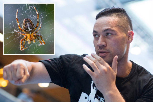, The most shocking and bizarre times boxers have cancelled fights, including Joseph Parker’s spider bite