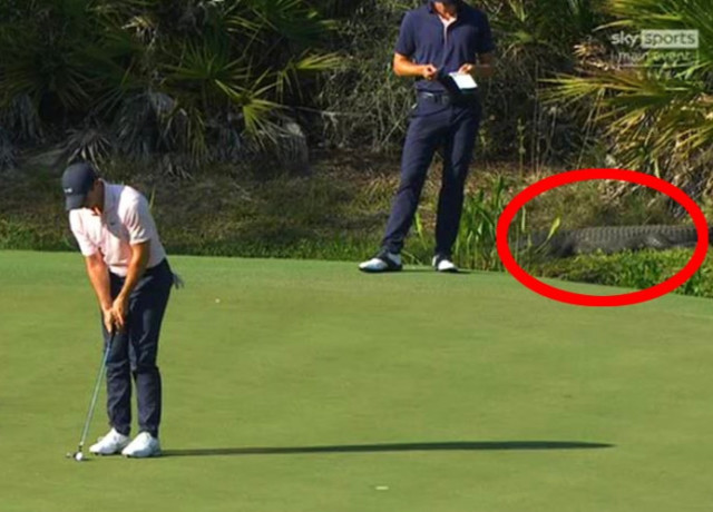 , Alligator sleeps just yards away from golfers Justin Thomas and Rory McIlroy during World Golf Championships in Florida