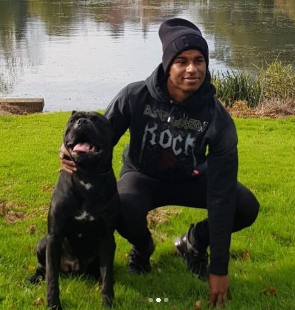Rashford paid upwards of £15,000 for a Chaperone K9 dog to protect his Cheshire property