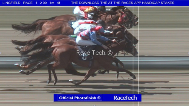 , Drama at Lingfield races with crazy three-way photo finish leaving a dead-heat and share of the spoils