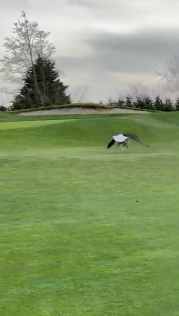 , Wild moment bald eagle hunts down and kills seagull on golf course before eating it in front of stunned fans
