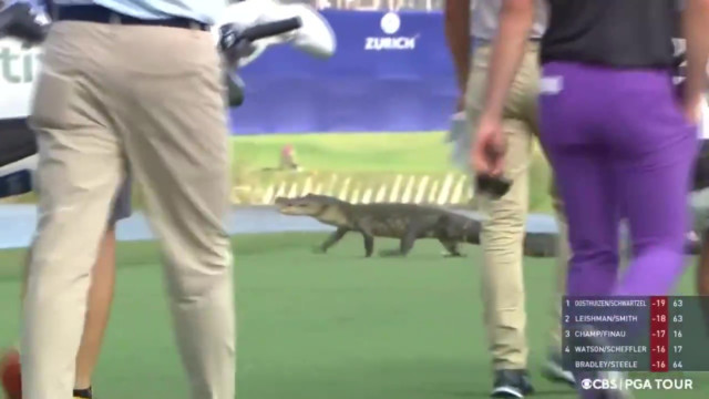 , Cameron Champ forced to take chip shot with ALLIGATOR just yards behind him leaving TV viewers fearing at TPC Louisiana