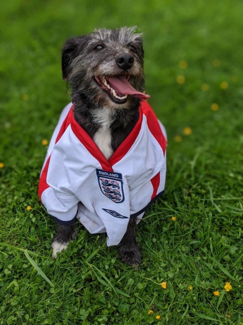 , Sun readers’ dogs back England for a win against Germany