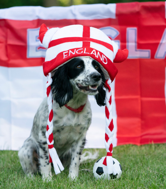 , Sun readers’ dogs back England for a win against Germany