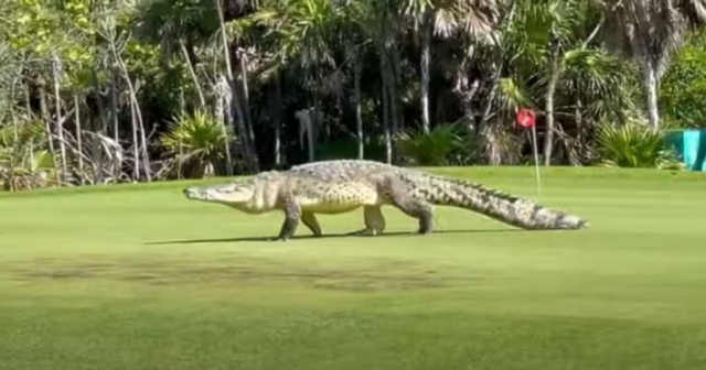 , Watch giant 15ft crocodile casually stroll across busy course leaving golfers shocked as they drive past on buggy