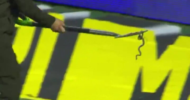 , Watch as SNAKE slithers onto football pitch and suspends play as groundsman uses pitchfork to carry reptile away