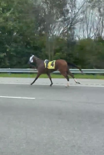 , Watch terrifying moment racehorse charges at car on motorway after bolting out of racecourse and into traffic