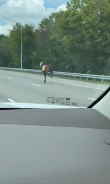 , Watch terrifying moment racehorse charges at car on motorway after bolting out of racecourse and into traffic