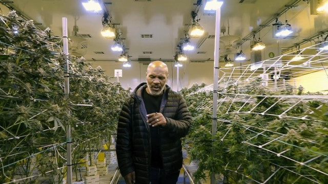 , Inside Mike Tyson’s cannabis empire that makes £500k a month and promises weed-themed resort as he launches new company