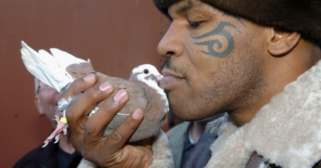 , Legend Mike Tyson reveals he once KOed a garbage man with ‘titanic right hand’ for putting favourite pigeon in the bin