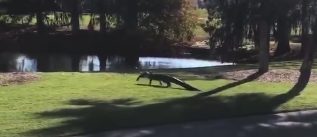 , Watch moment hungry alligator strolls across golf course with fish in its mouth to leave golfers stunned