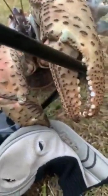 , Watch monster robber crab snap golf club in half ‘like a chainsaw’ to leave golfers stunned in viral video