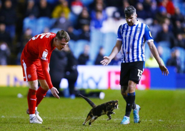, Wigan defender Kerr makes touching gesture to cat after rescuing it from pitch in wake of horrifying Zouma abuse video