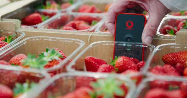 , Wimbledon strawberries tracked by high-tech sensors from soil to punnet to ensure they’re served up in perfect condition