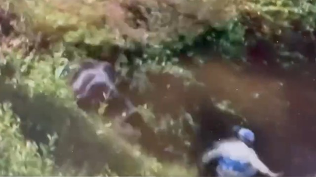 , Watch horse run and jump full speed into bush as jockey gets dumped on his bum in pre-race disaster