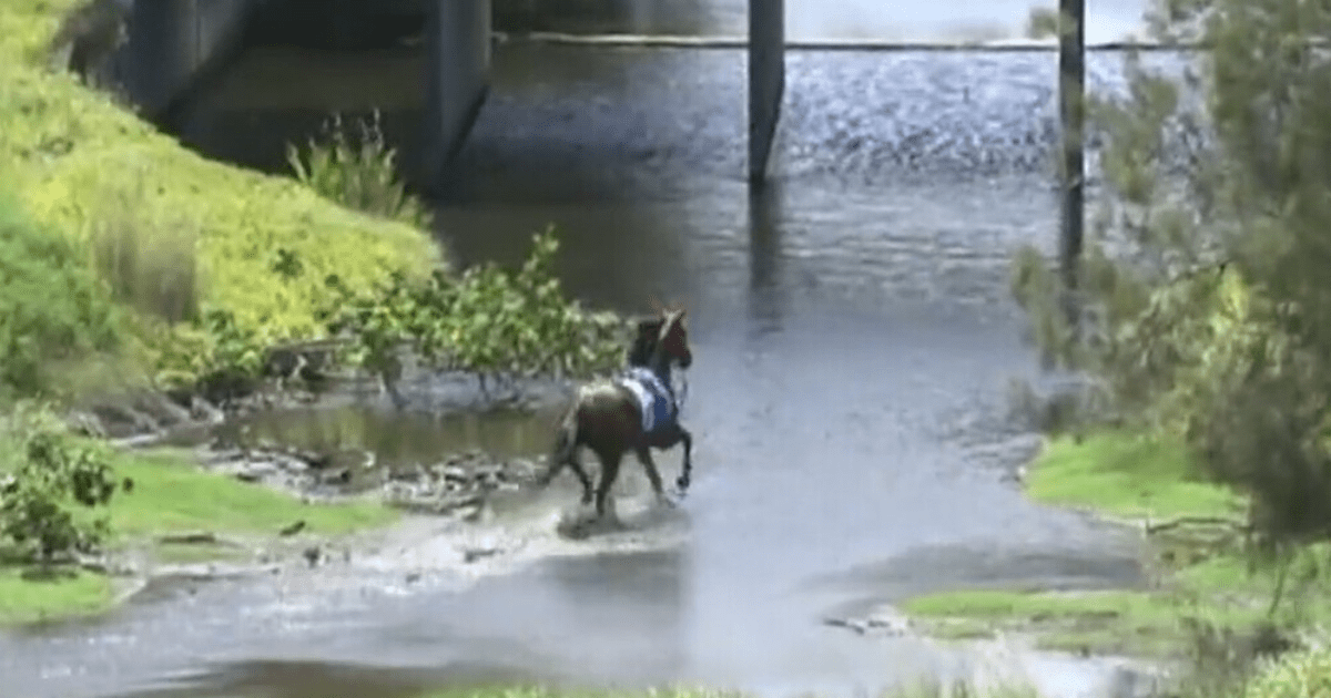 , Crazy racehorse runs into shark-infested waters as blokes strip down to their boxers to rescue her