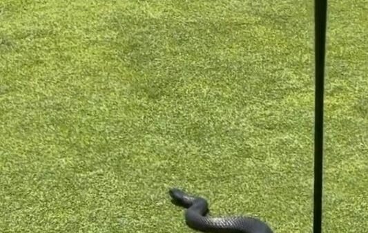 , ‘Waiting for a birdie!’ – Watch shocking moment 4ft venomous snake slithers out of second hole on golf course