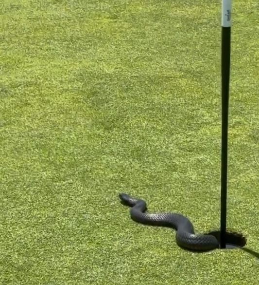 , ‘Waiting for a birdie!’ – Watch shocking moment 4ft venomous snake slithers out of second hole on golf course