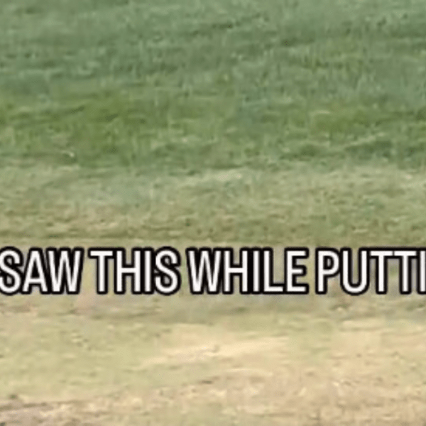 , Wild Bobcat Kills Rabbit on Golf Course, Shocking Fans