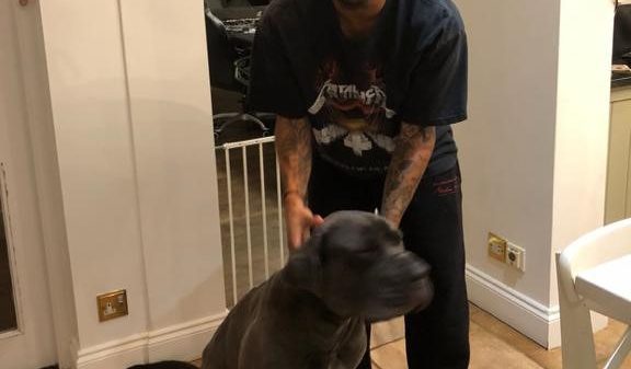 , Arsenal’s Reiss Nelson Sued After Italian Mastiff Allegedly Attacks Sports Masseur